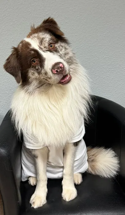 Praxis Hund Chap
